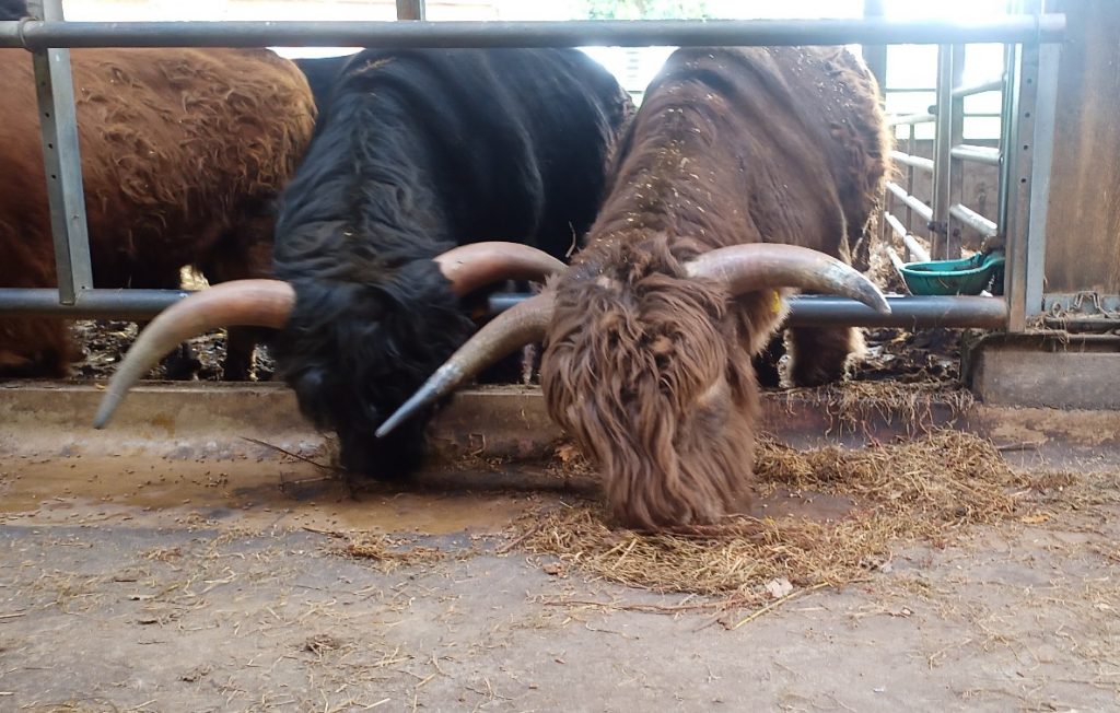 Zwei Highland-Cattles mit langen Hörnern beim Fressen nebeneinander