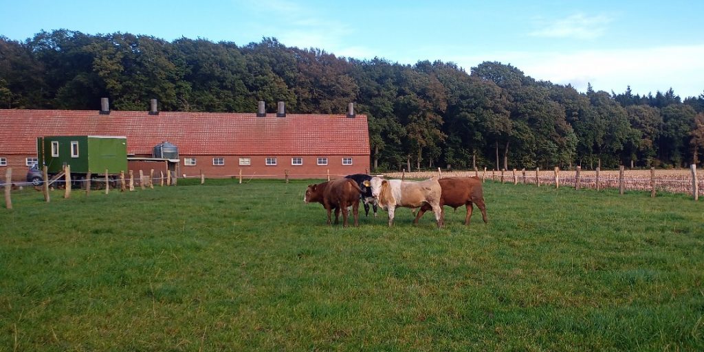 Wiese mit Stallgebäude im Hintergrund, mittig vier Rinder und an der Seite ein Hühnermobil, wie ein grüner Bauwagen